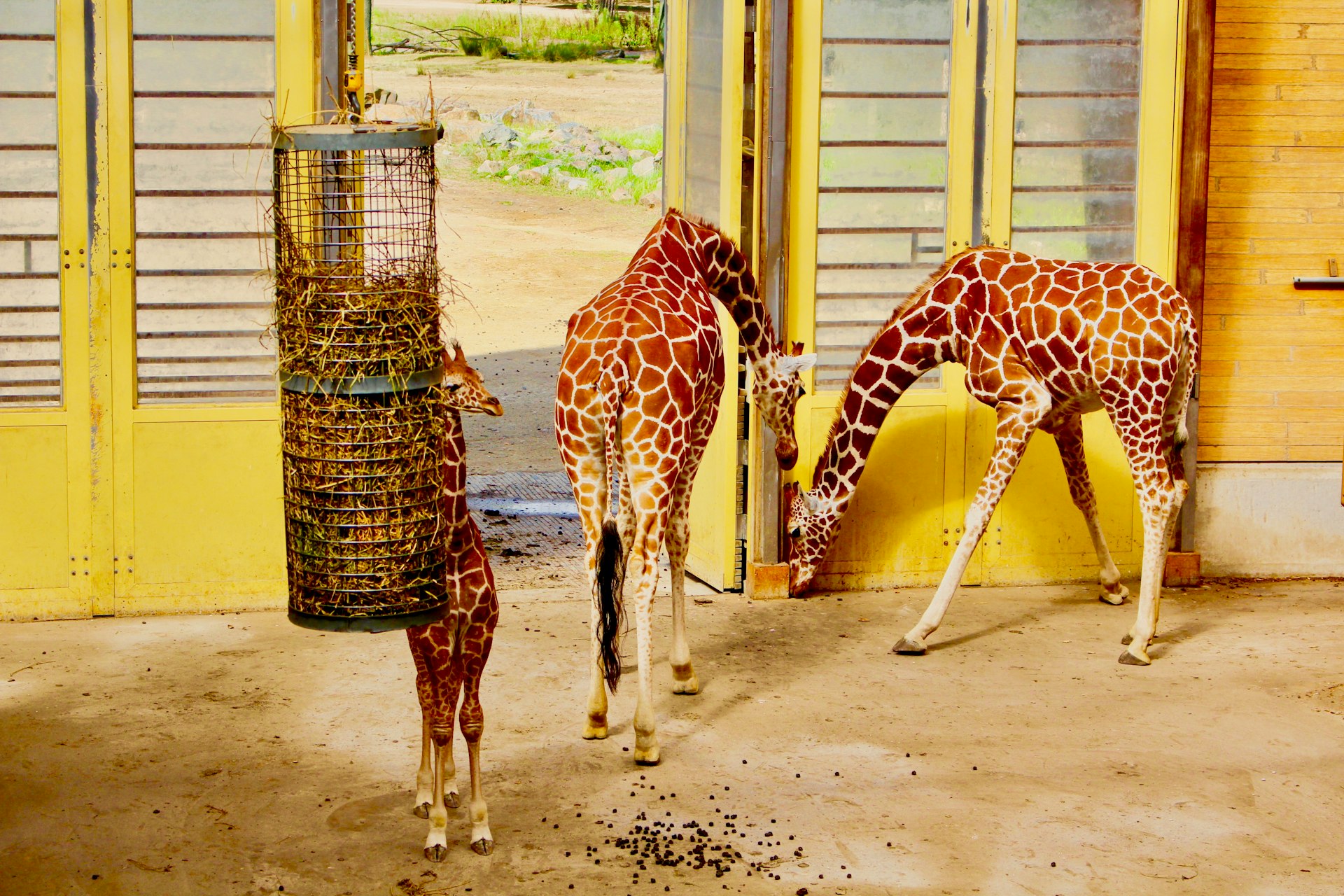 How Giraffes Have Mastered Adaptation in Their Environment