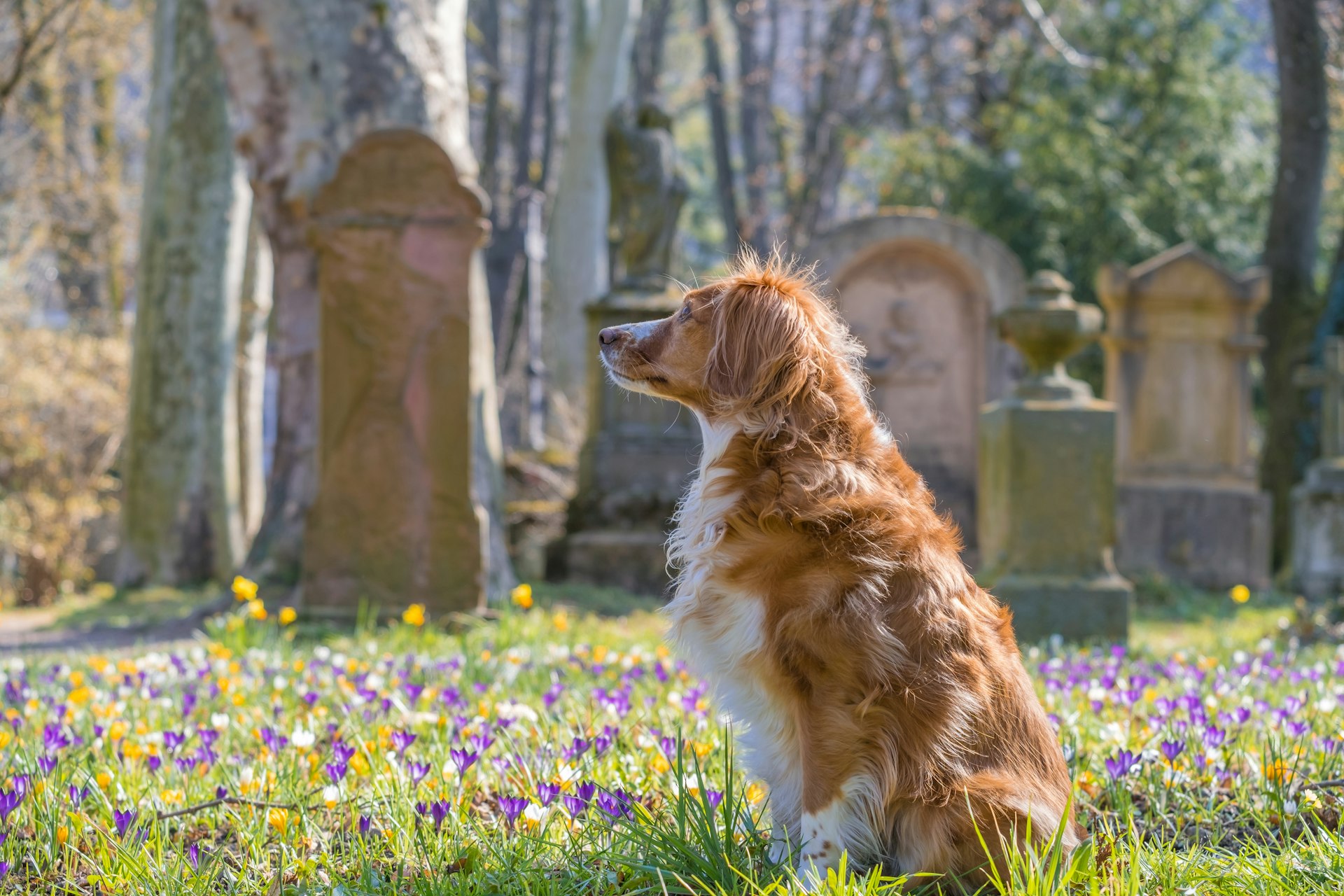 Exploring the Possibility: Will There Be Pets in Heaven?